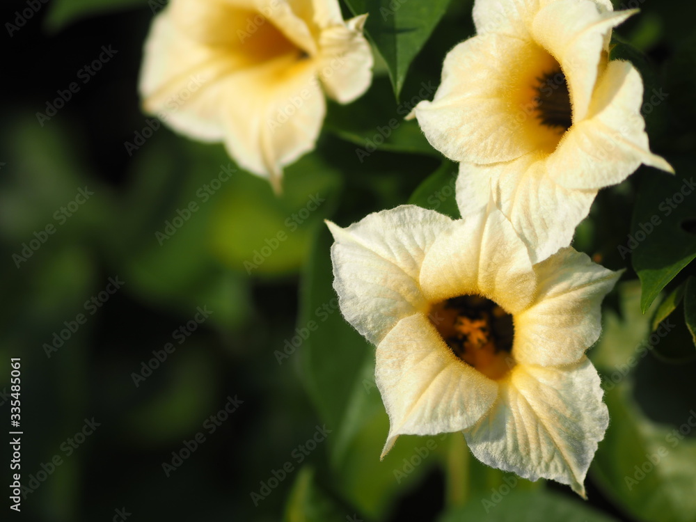 Momorodica cochinchinensis yellow flower blooming in garden on blurred of nature background