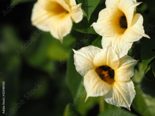 Momorodica cochinchinensis yellow flower blooming in garden on blurred of nature background