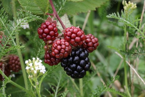 Rubus fruticosus,  blackberry