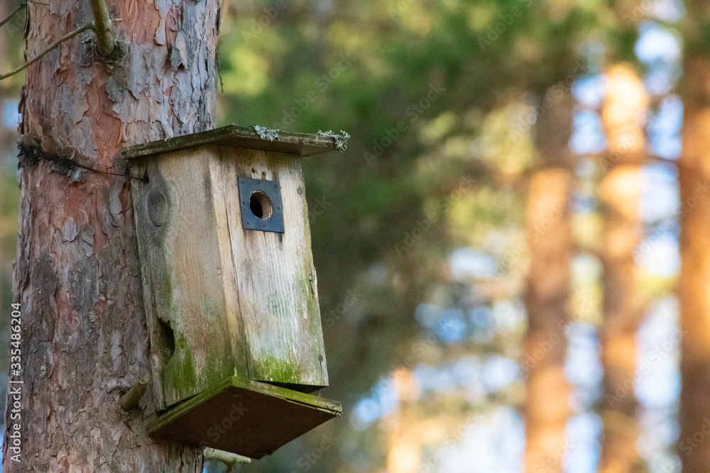 Old birdhouse in the middle of the forest waiting for the birds to come dwell in for the spring and summer season.