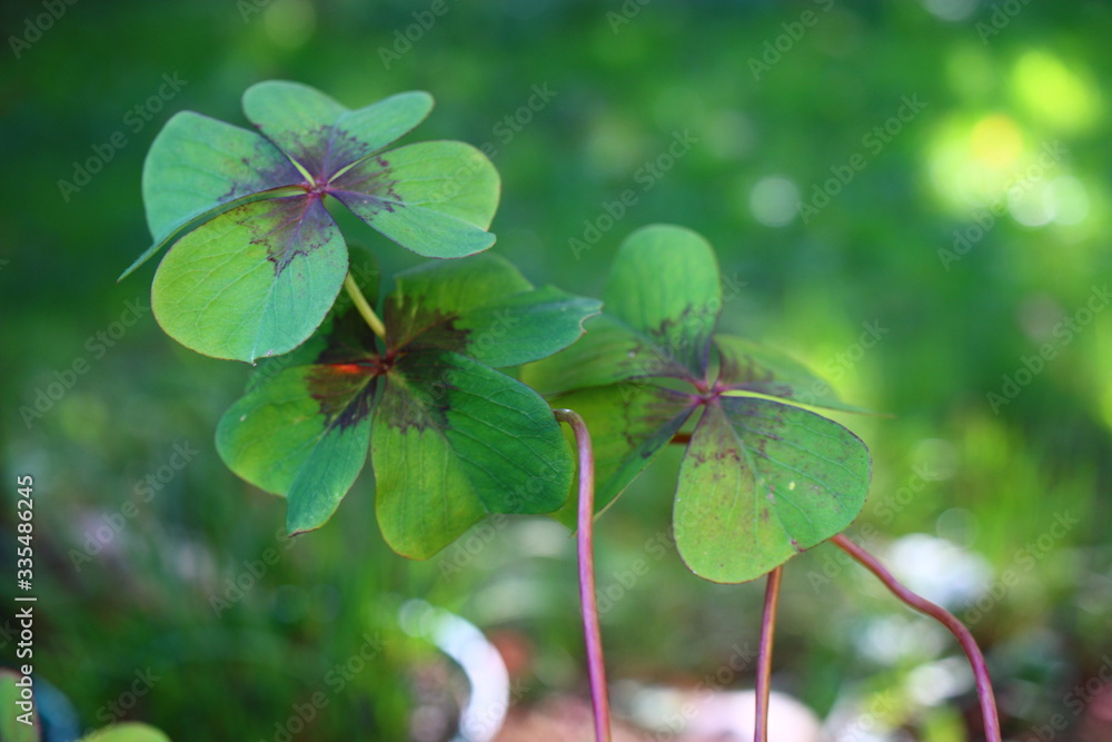 szczawik Deppego Oxalis deppei szczawik Deppego Oxalis deppei