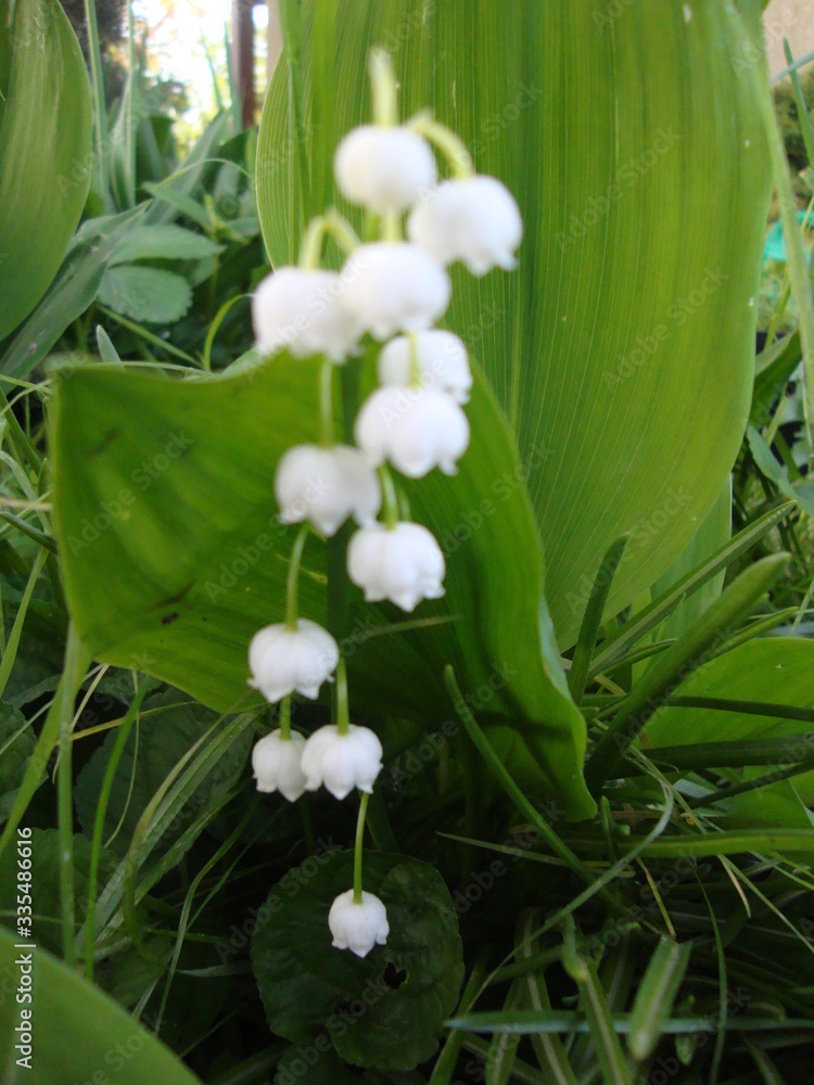 Obraz premium Konwalia majowa