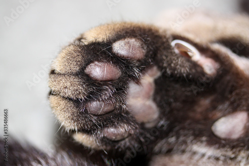Close up of a cat s paw