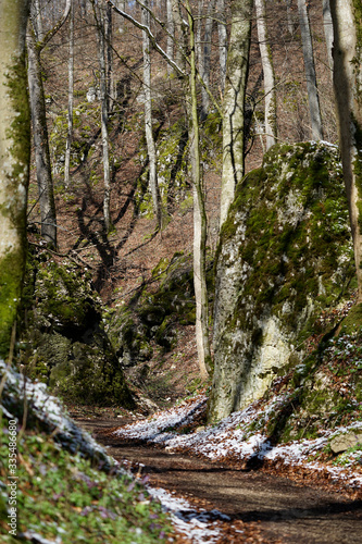 Path thru the forest  BW  Germany  Schwabian alb