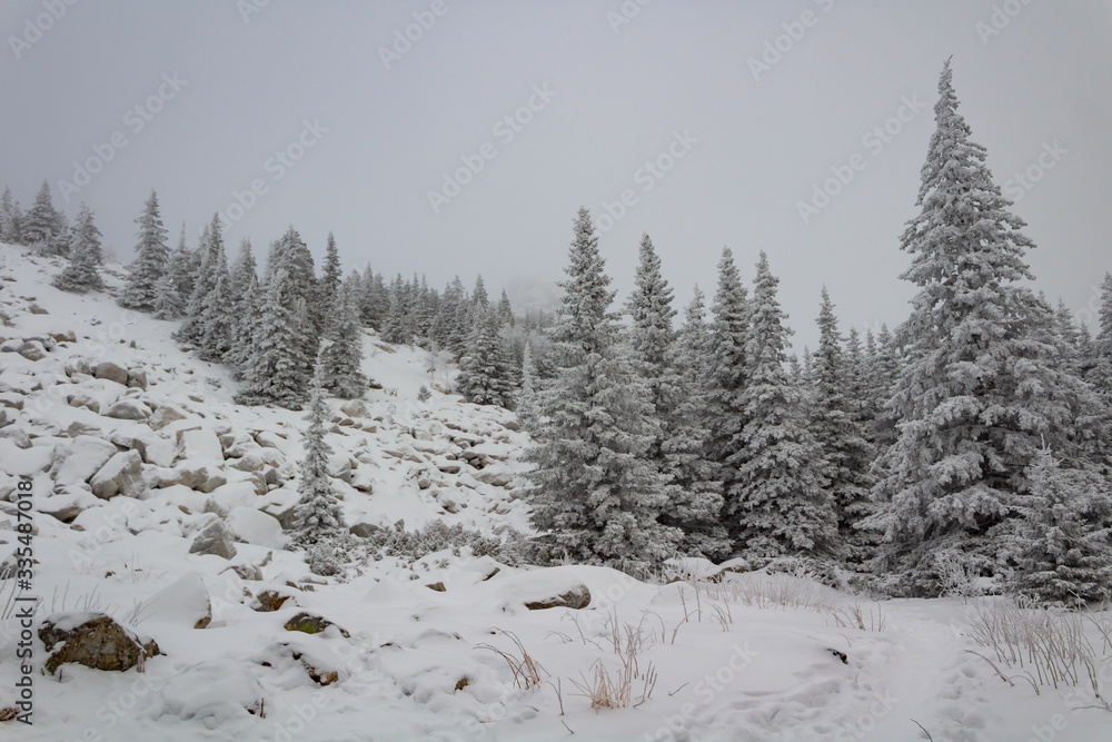 snow covered trees in the forest snow covered trees in the forest