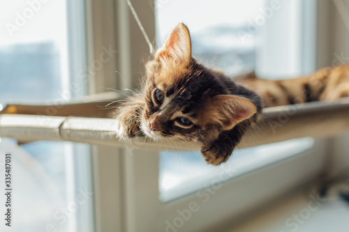 Fototapeta Naklejka Na Ścianę i Meble -  Cute charcoal bengal kitty cat laying on the cat's window bed and sleeping.