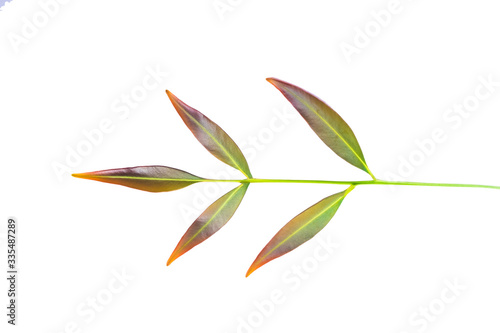 Leaves on a white background © beerphotographer