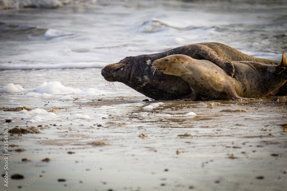 Fototapeta premium Kegelrobben (Halichoerus grypus) auf Helogland, Deutschland