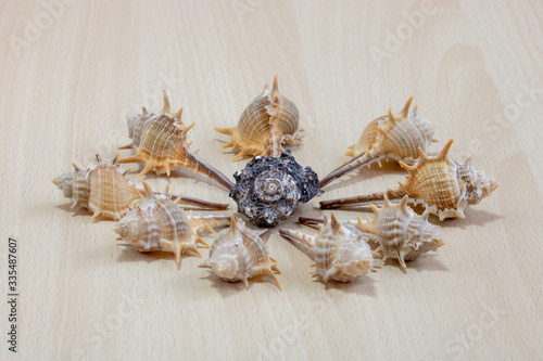 
A variety of shells from the seas, rivers, lakes and oceans. For collectors from many beaches of the world on a light wooden background.