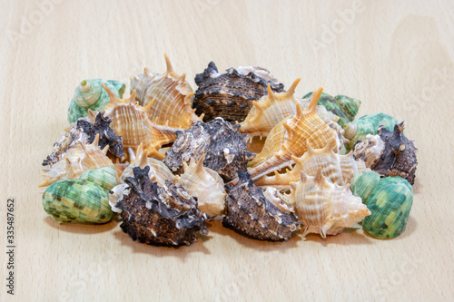 
A variety of shells from the seas, rivers, lakes and oceans. For collectors from many beaches of the world on a light wooden background.