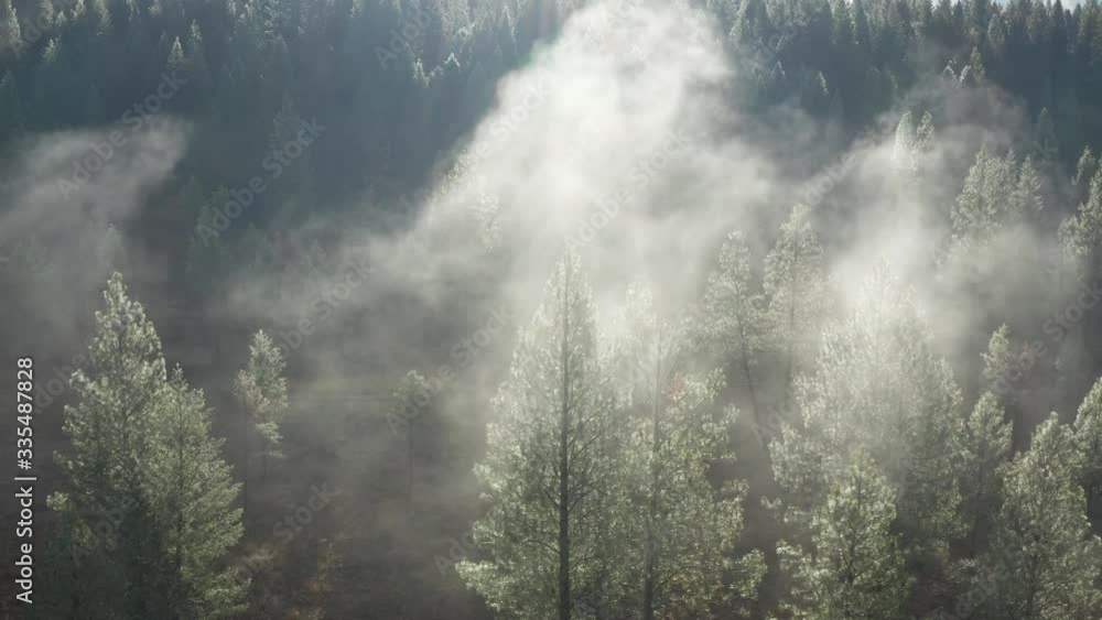 Sunrise misty Trees drone pan Sunrise misty Trees drone pan