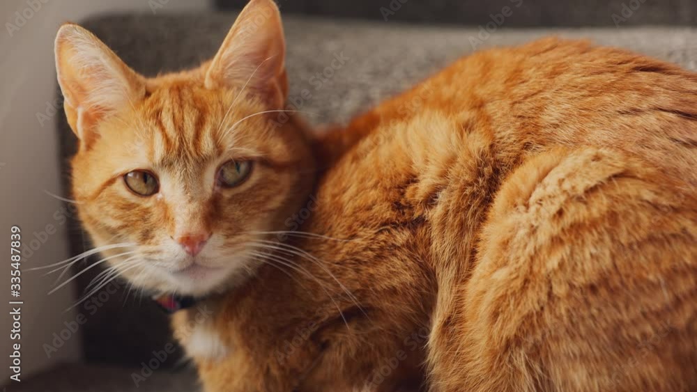 A beautiful ginger tabby tom cat sat on the staircase near a window A beautiful ginger tabby tom cat sat on the staircase near a window