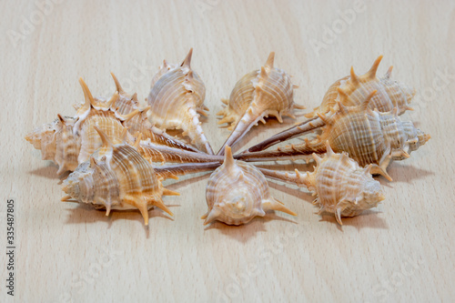 
A variety of shells from the seas, rivers, lakes and oceans. For collectors from many beaches of the world on a light wooden background.