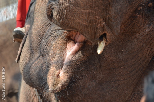 Elefant beim Elefanten-Festival in Xayaboury, Laos