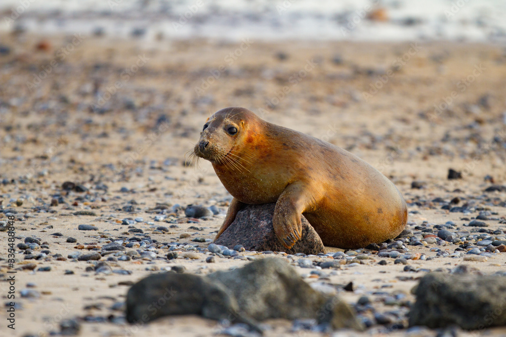 Kegelrobben (Halichoerus grypus) auf Helogland, Deutschland Kegelrobben (Halichoerus grypus) auf Helogland, Deutschland