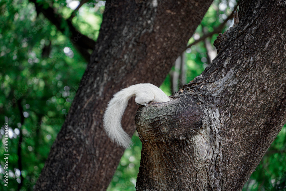 Obraz premium white squirrel clinging to a tree in the city