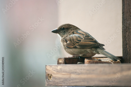 Female sparrow sit in bird house. Wild life animal. close up.