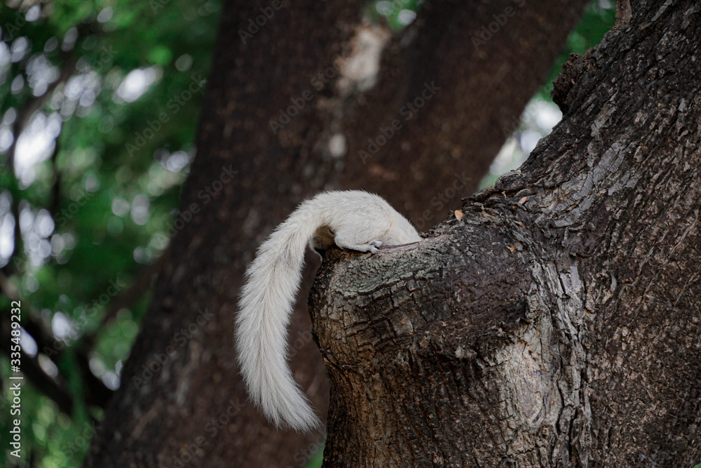 white squirrel clinging to a tree in the city white squirrel clinging to a tree in the city