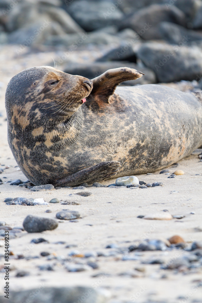 Kegelrobbe (Halichoerus grypus) auf Helgoland, Deutschland