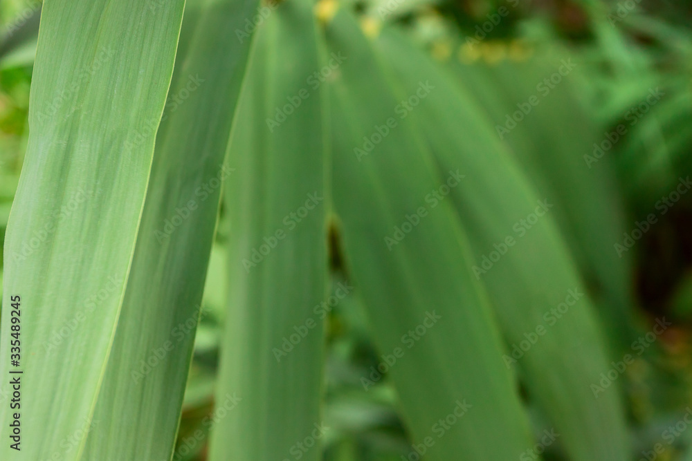Close up of bright green yellow leaves for texture or background. Abstract nature plant image. Soft focus Close up of bright green yellow leaves for texture or background. Abstract nature plant image. Soft focus