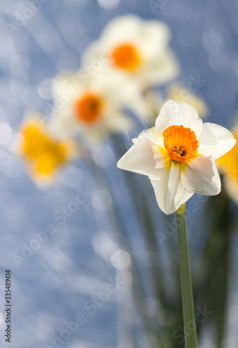 A Daffodil (narcissus) flowers in bloom. Selective focus.