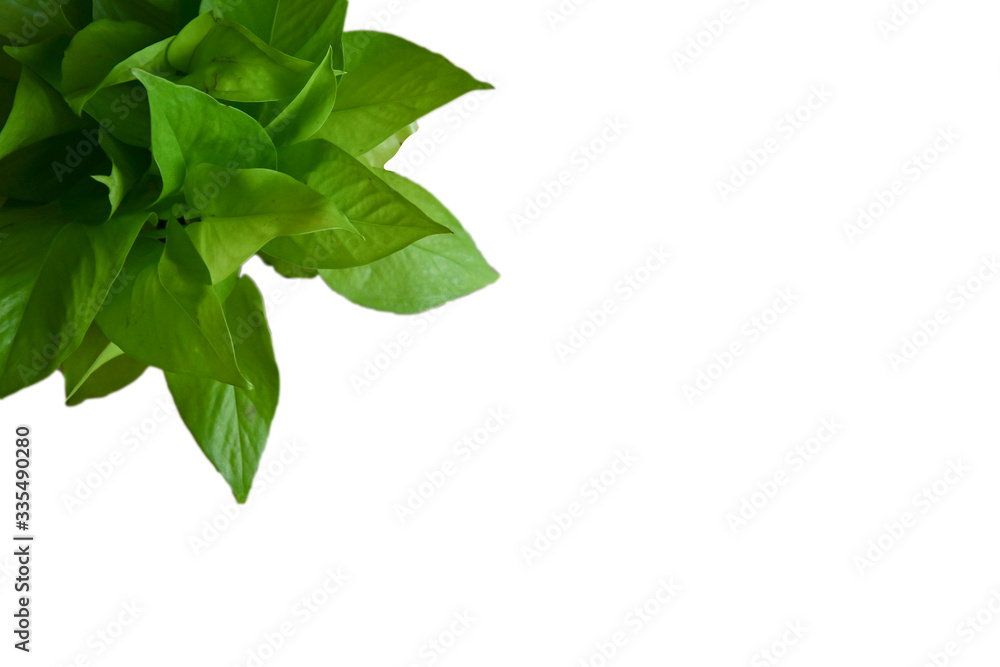 green leafs and isolated withe back ground clipping path