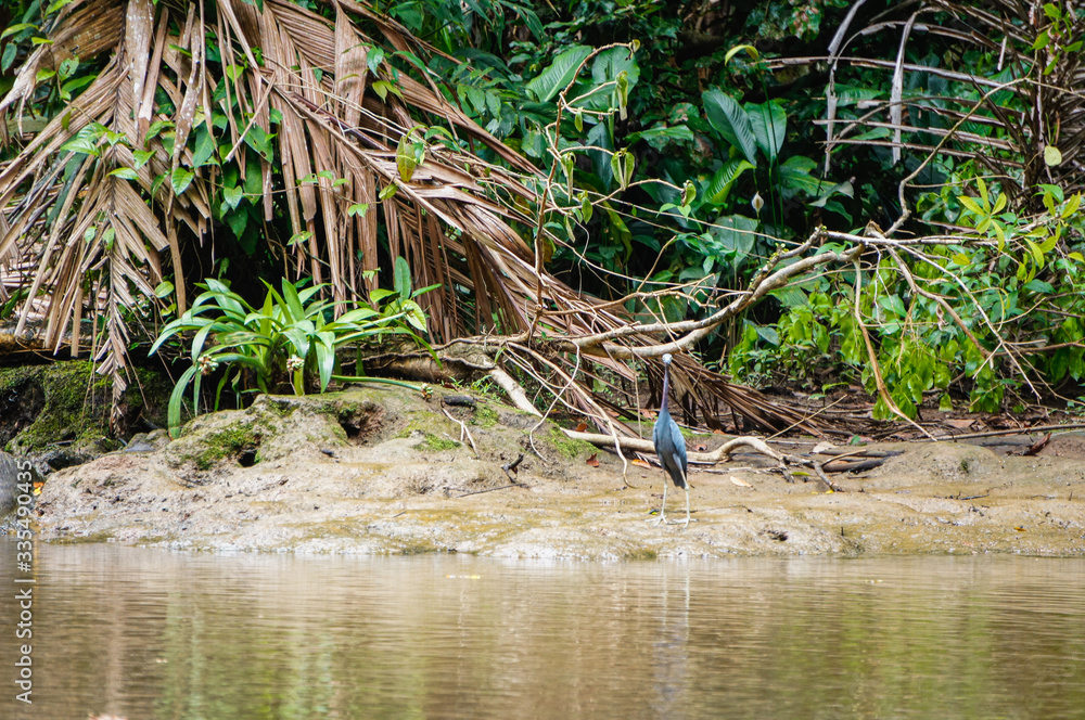 Obraz premium Little blue heron looking from the bank of a river
