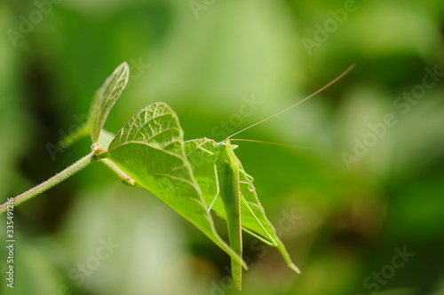 grasshopper sitting on green leaf of beans