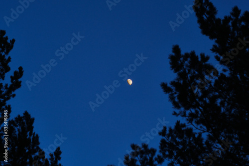 Moon on a blue twilight sky background with trees in the foreground