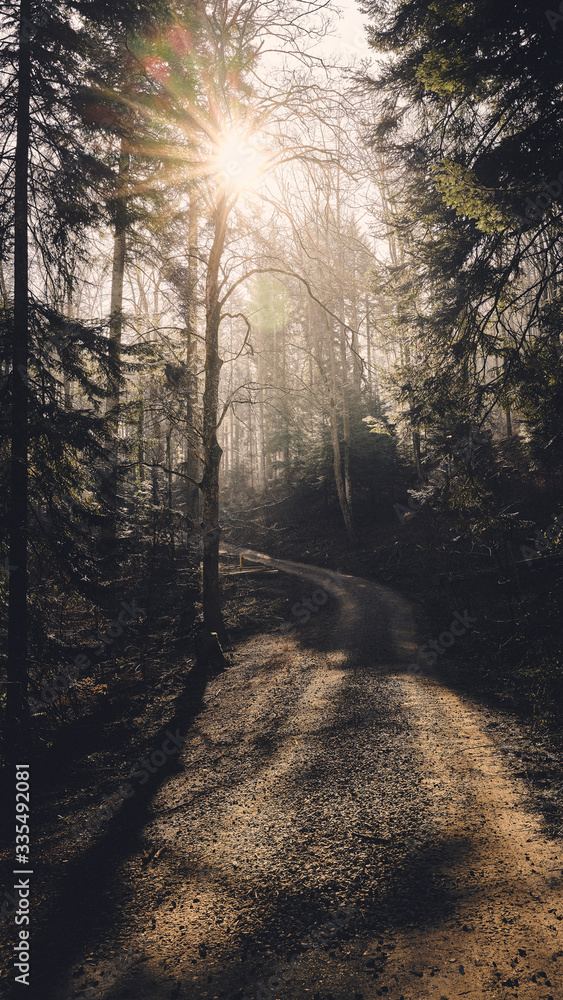 Obraz premium Wald Mord