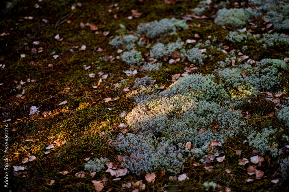 Moss on the ground with a beam of beautiful warm light Moss on the ground with a beam of beautiful warm light