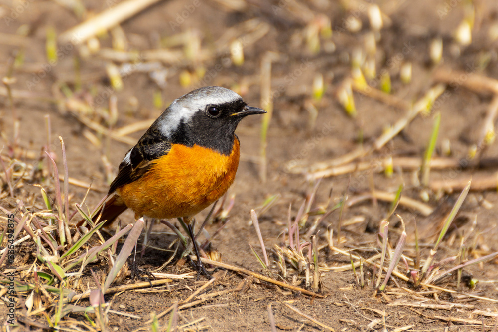 Redstart bird on the ground on a sunny spring day, among the first shoots of new green grass. Redstart bird on the ground on a sunny spring day, among the first shoots of new green grass.