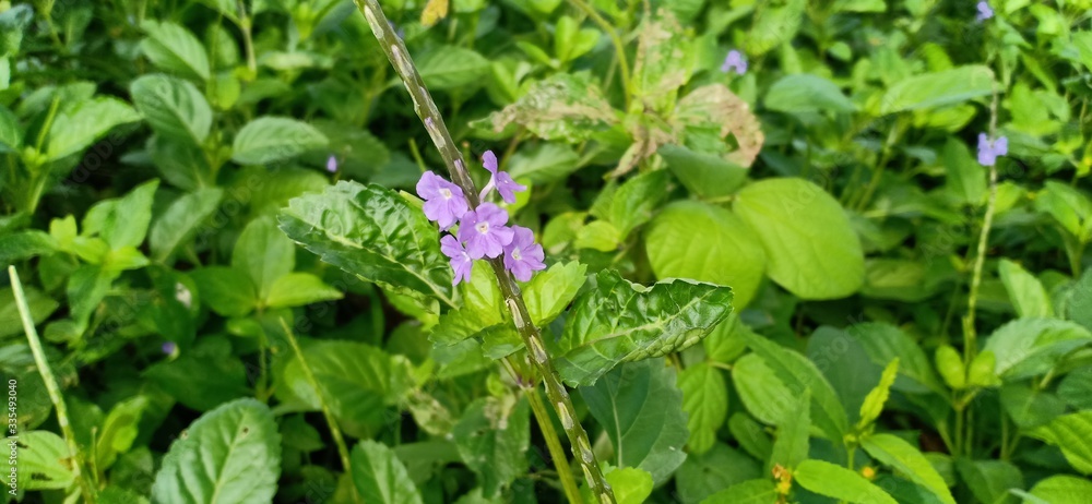 purple flower petals that grow near the river purple flower petals that grow near the river