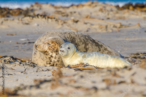 Kegelrobben (Halichoerus grypus) auf Helogland, Deutschland photo