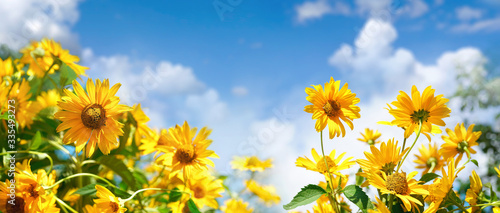 Fotografía Bright decorative orange flowers of Jerusalem artichoke against blue sky with cloud in spring or warm summer on nature
