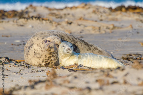 Kegelrobben (Halichoerus grypus) auf Helgoland, Deutschland - Mutterliebe photo