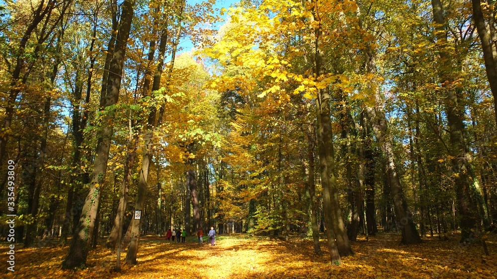 Obraz premium Barwy jesieni w parku w Strzelcach Opolskich Polska