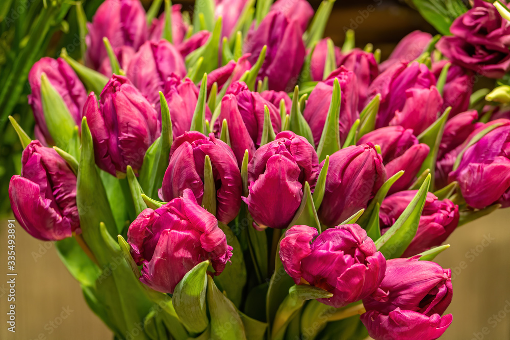 Bouquet of purple tulips for sale in flower shop.