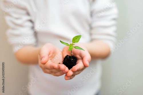 children's palms hold a small sprout of pepper with earthen root