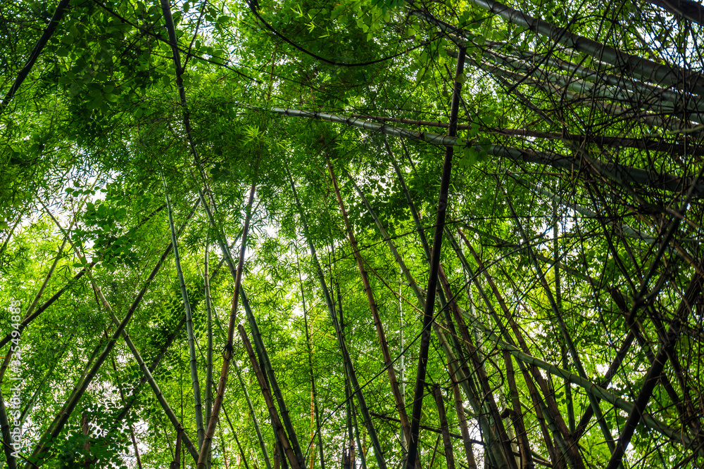 Green bamboo tree forest botanical background Green bamboo tree forest botanical background