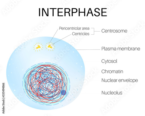 Interphase is the phase of the cell cycle photo