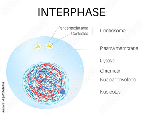 Interphase is the phase of the cell cycle