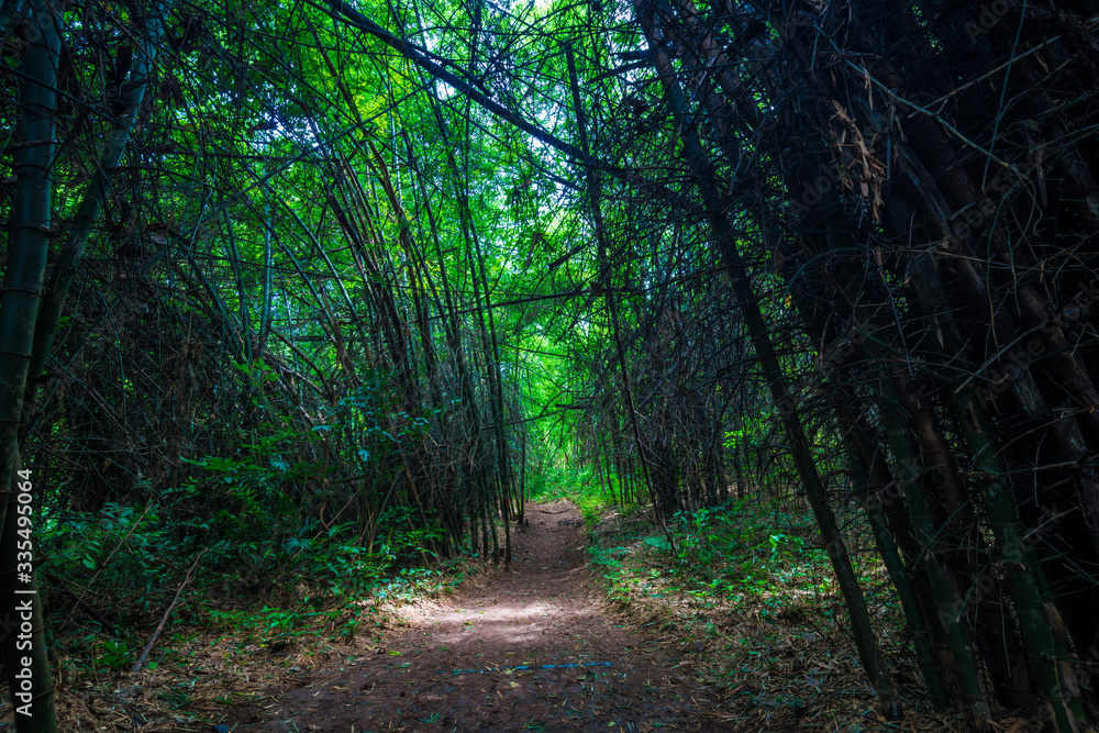 Fototapeta premium Bamboo park in tropical deep forest with pathway