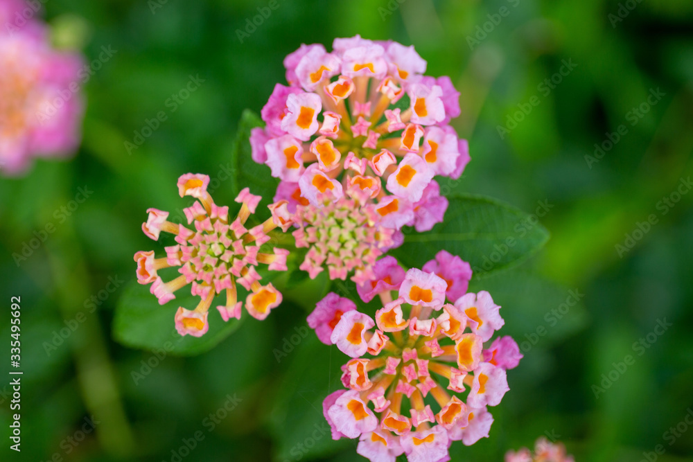 Red ,orange and yellow Lantana camara flowers with blurred background. Red ,orange and yellow Lantana camara flowers with blurred background.