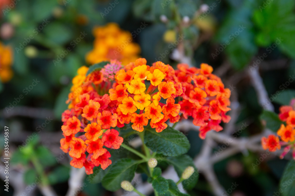 Red ,orange and yellow Lantana camara flowers with blurred background. Red ,orange and yellow Lantana camara flowers with blurred background.