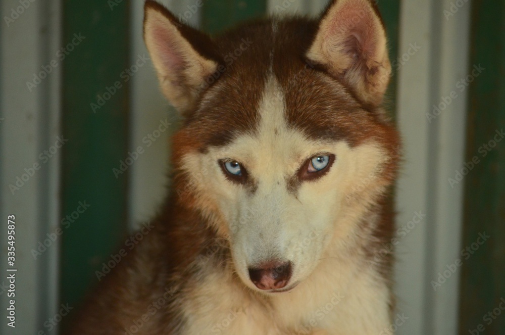 Dog breed Siberian Husky, sled dogs, puppies, small puppies, sledding, copper-colored puppies, fawn puppies, blue-eyed dogs, multi-eyed dogs, husky
Dog breed Siberian Husky, sled dogs, puppies, small puppies, sledding, copper-colored puppies, fawn puppies, blue-eyed dogs, multi-eyed dogs, husky