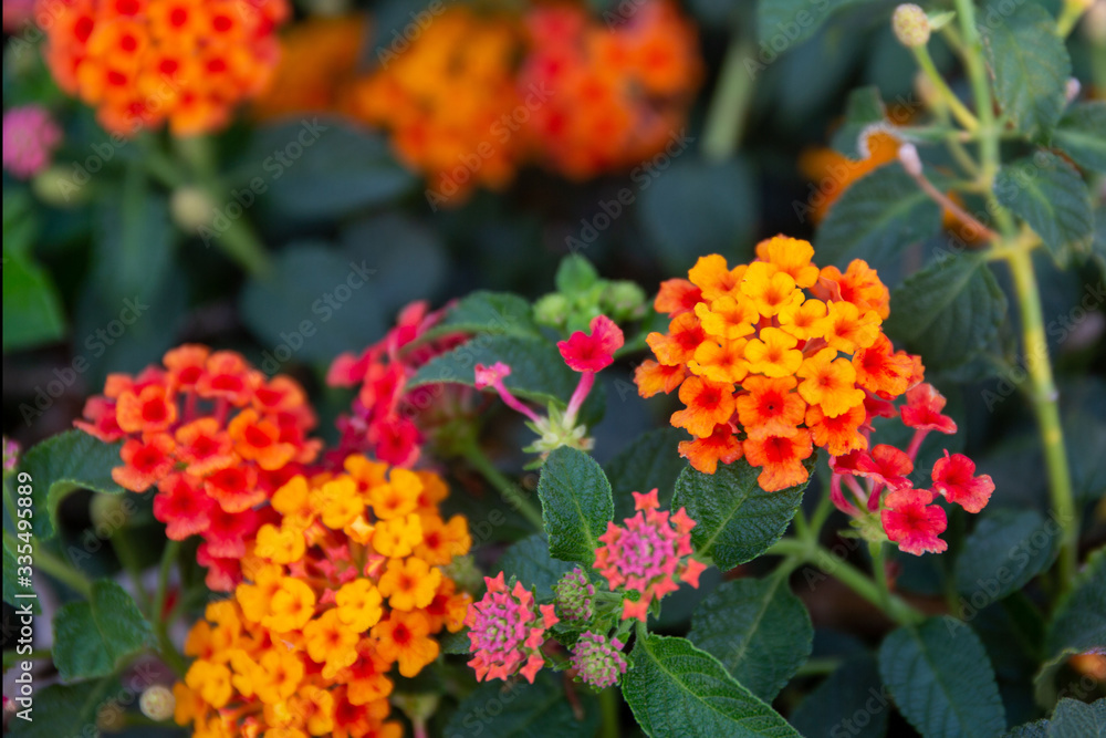 Red ,orange and yellow Lantana camara flowers with blurred background. Red ,orange and yellow Lantana camara flowers with blurred background.
