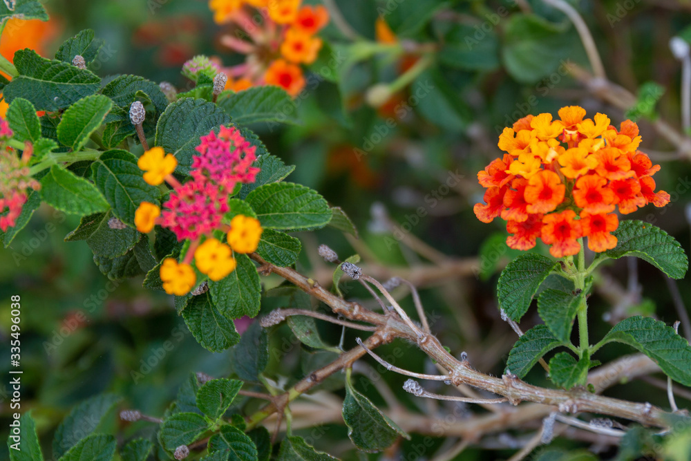 Red ,orange and yellow Lantana camara flowers with  blurred background.