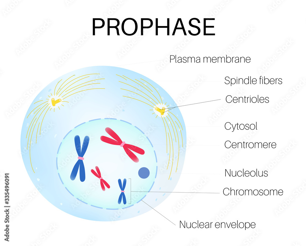 Prophase is the phase of the cell cycle vector de Stock Adobe Stock