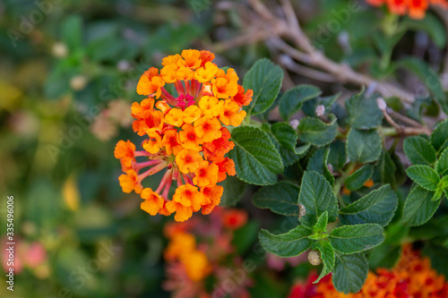 Red ,orange and yellow Lantana camara flowers with blurred background.